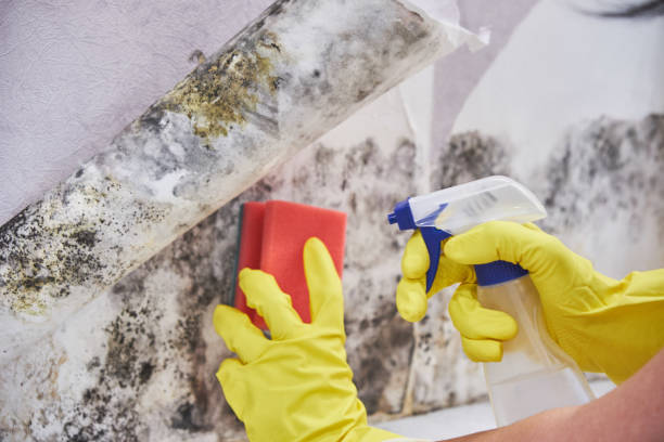 Best Industrial Mold Remediation  in Asbury Lake, FL